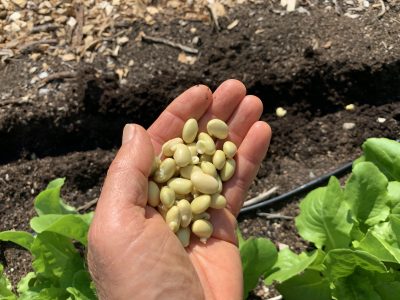 Planting sprouted edamame