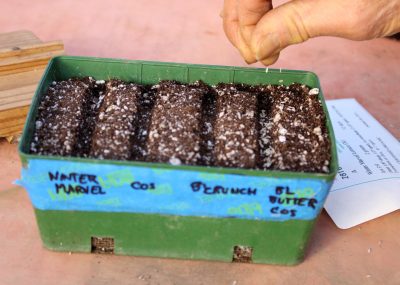 Sowing lettuce seeds in flats