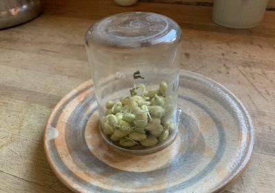 Testing edamame seeds