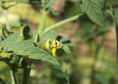 Tomato flower