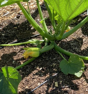 Zucchini flower and fruit