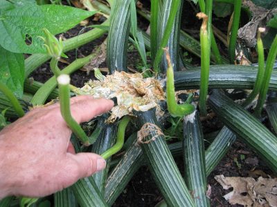 Squash vine borer damage