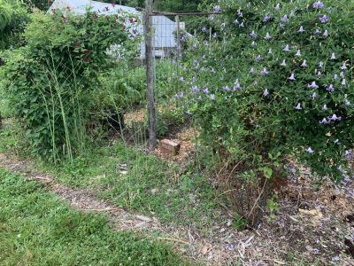 Weedy asparagus bed