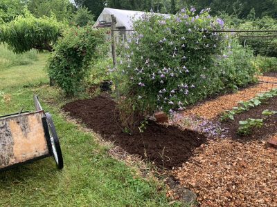 Asparagus bed with compost