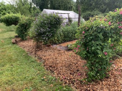 Asparagus bed with compost and chips