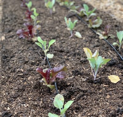 Bed of lettuce and chinese cabbage'