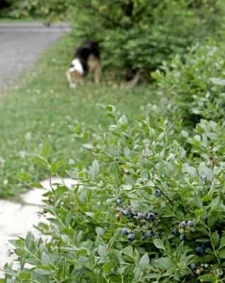 Lowbush blueberries along path
