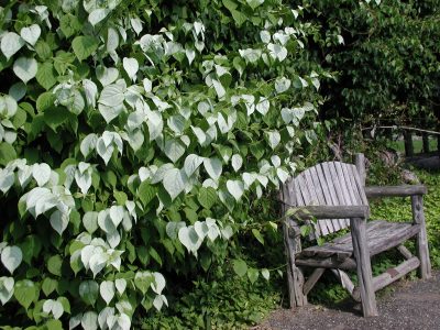 Actinidia and bench