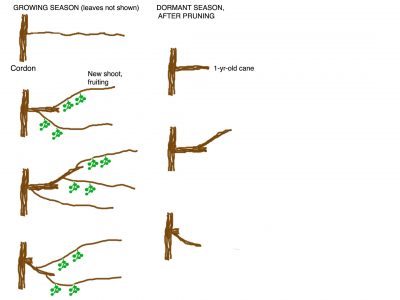 Actinidia pruning diagram
