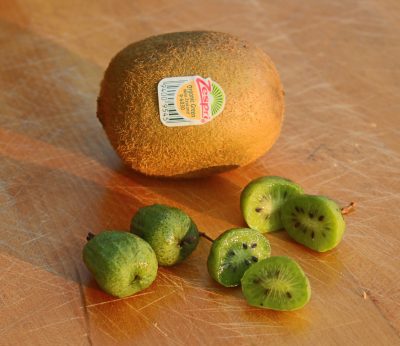 Kiwi fruits compared