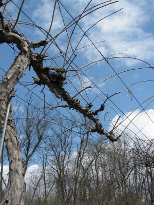 Actinidia pruned