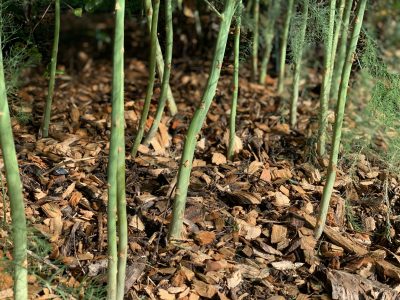 Mulched asparagus