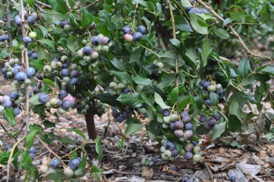 BLUEBERRY FRUITING BRANCH