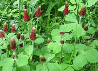 Crimson clover