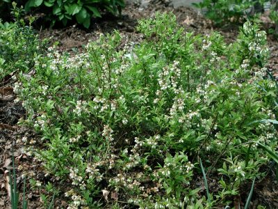 Lowbush blueberry blooming