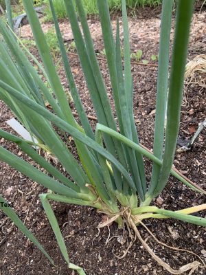 Evergreen onion