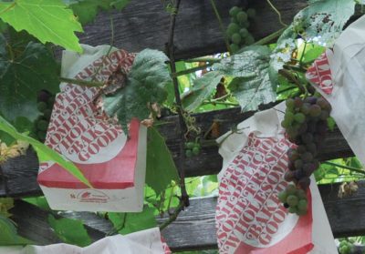 Paper bagged grapes