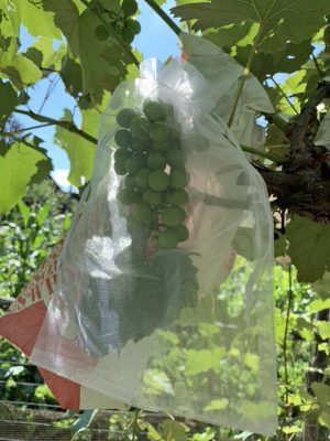 Organza bagged grapes