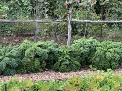 Row of kale