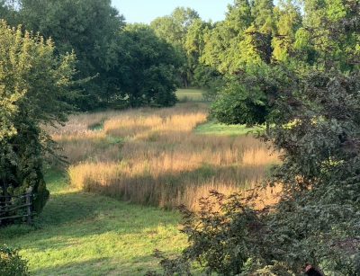 Meadow in September