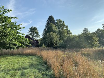 Meadow, looking north