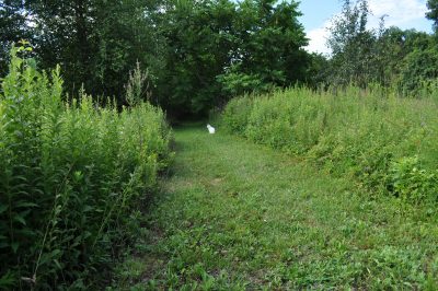 Path leading to bosk