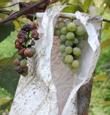 Bagged vs unbagged grapes