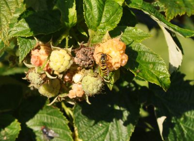 Yellow jacket on raspberry