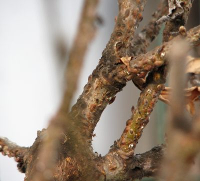 scale insects on bark