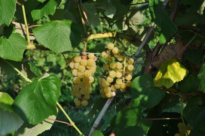 Edelweiss grape