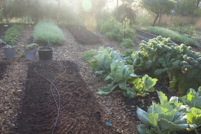 Composted garden beds, S garden