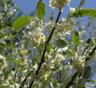 Flowers of autumn olive