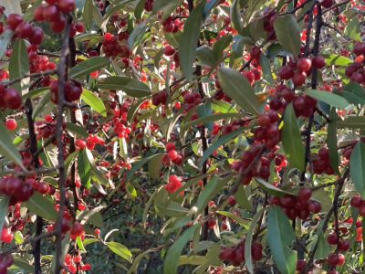 Autumn olive fruit