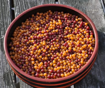 Yellow and red autumn olive fruits