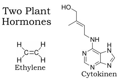 Ethylene diagram