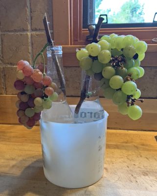 Grapes, stems in bottles, fresh picked