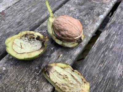This year's English walnut harvest