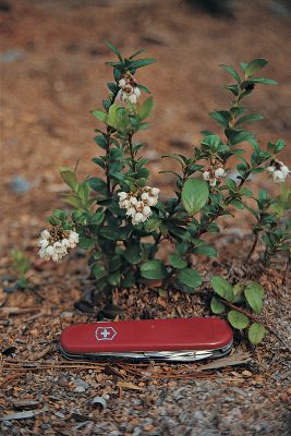 Young lingonberry plant