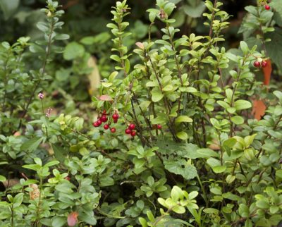 Lingonberry fruit on plant