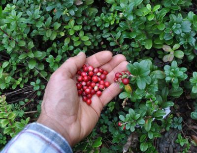 Lingonberry fruits