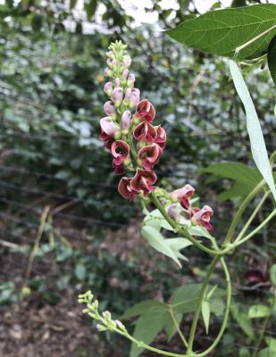 Groundnut flower