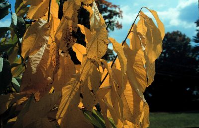 Pawpaw fall leaf color