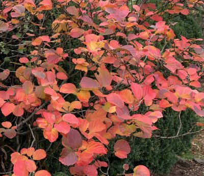 Fothergilla leaves