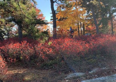 Huckleberry leaves