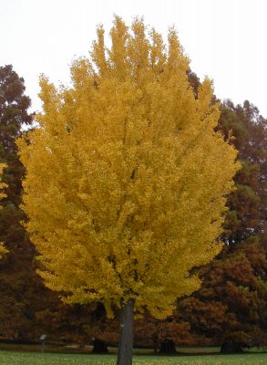 Ginkgo tree in fall
