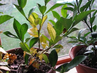 Yellowing leaves of gardenia