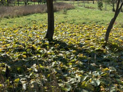 Mulberry leaves on the ground