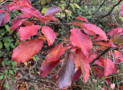 Parrotia leaves