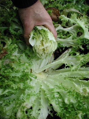 Blanched interior of endive