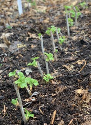 Rooted currant cuttings